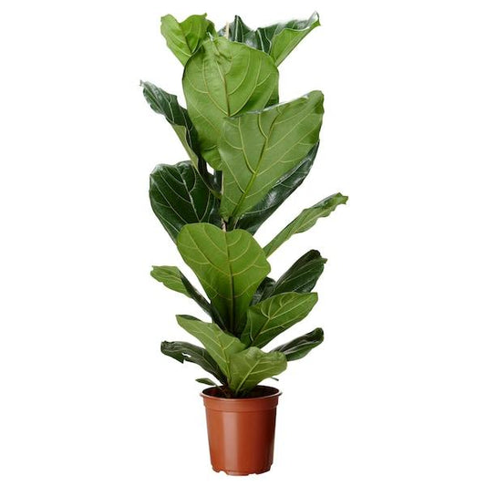 Pot Ficus Lyrata 3Ft  - Green