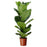 Pot Ficus Lyrata 3Ft (Local) - Green