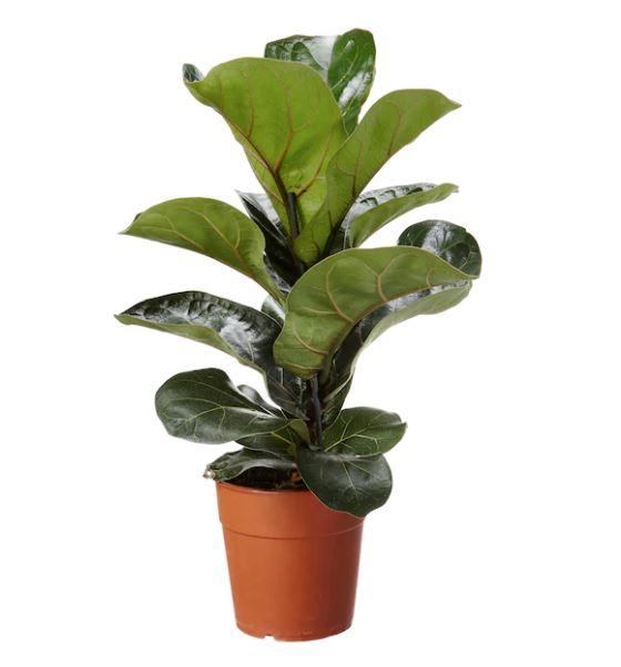 Pot Ficus Lyrata P150 (Local) - Green