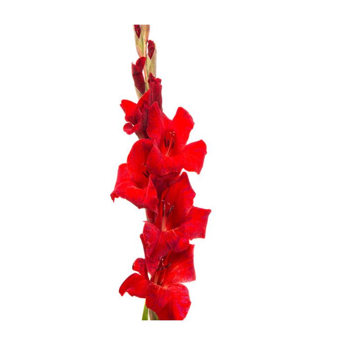Gladiolus (Imported) - Mix