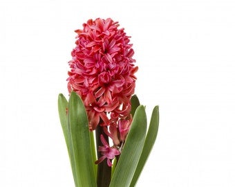 Hyacinthus (Pot 7cm) - 1 bulb