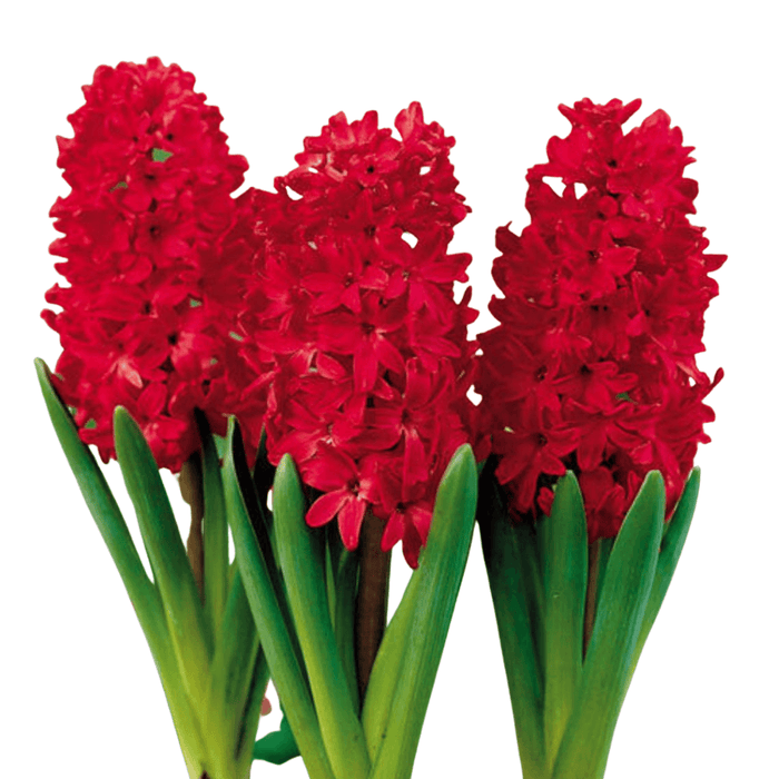 Hyacinthus (Imported) - 3 bulbs