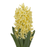 Hyacinthus (Pot 7cm) - 1 bulb