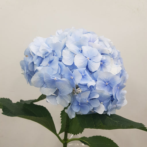 Hydrangea Verena Blue (Imported) - Blue
