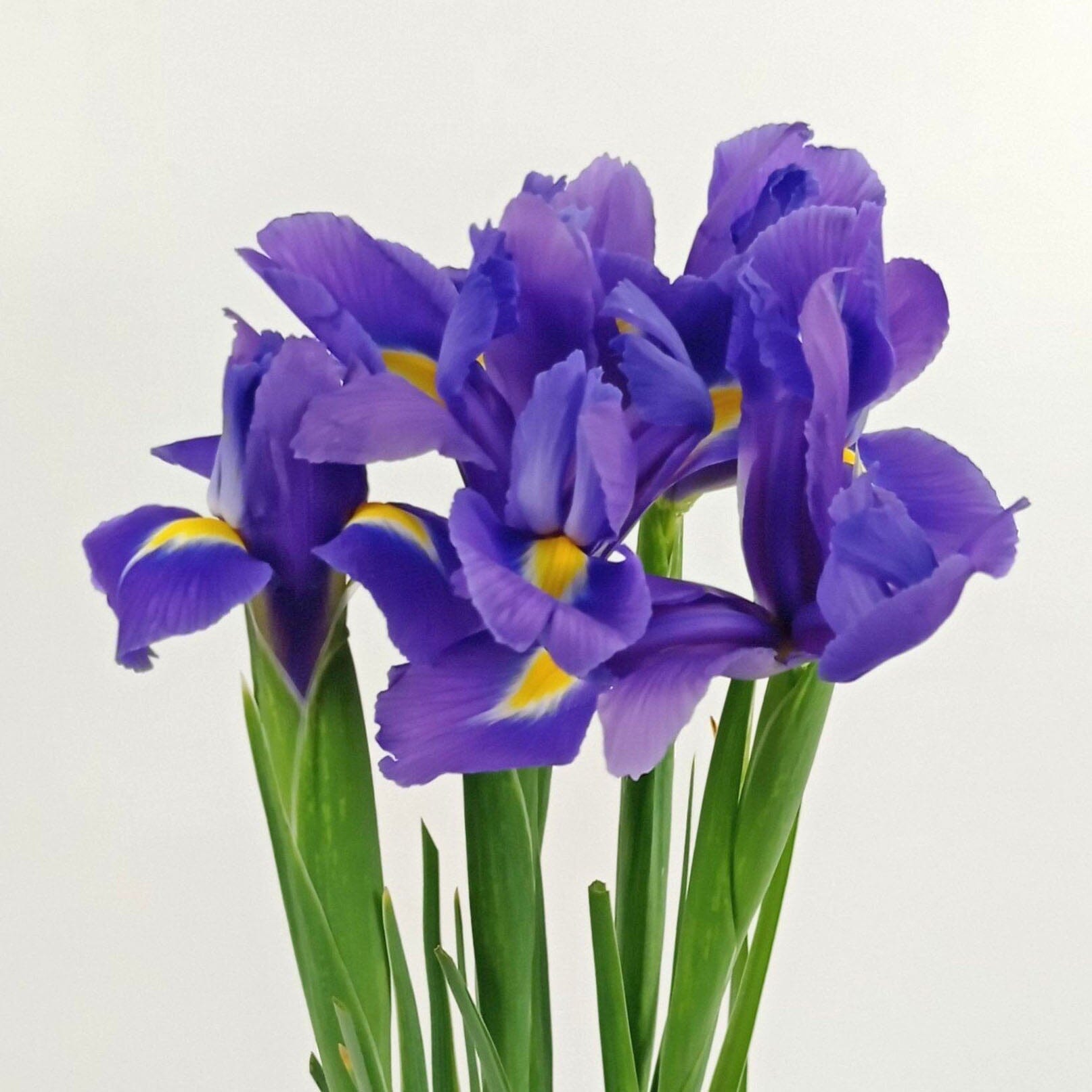 Iris Blue Magic | Floristika Bangsar