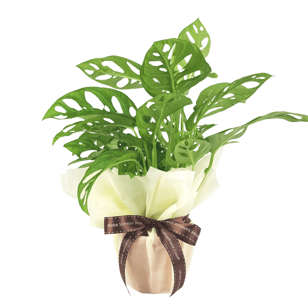 MYLD30 - Monstera Plant Arrangement