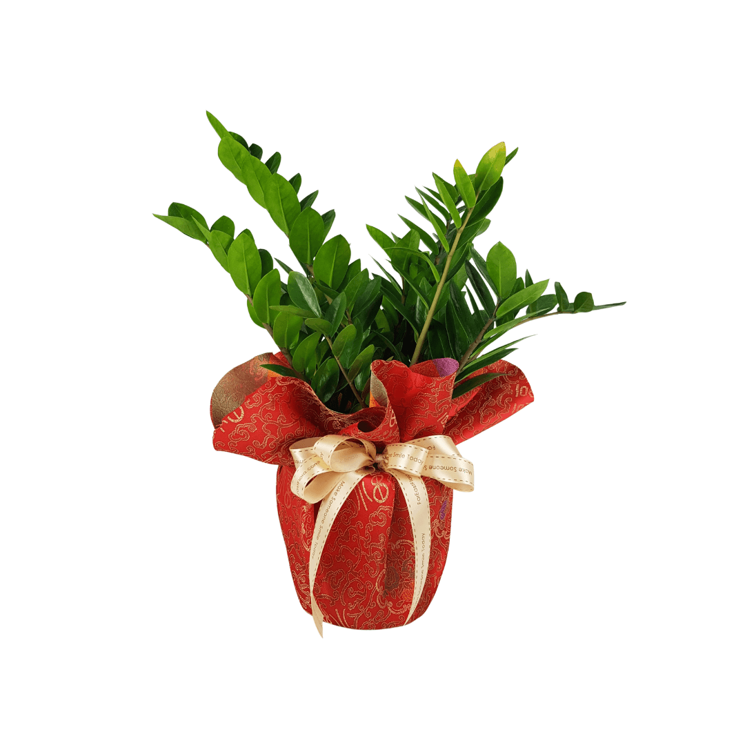 MYLD35 - Zamioculcas Plant Arrangement A