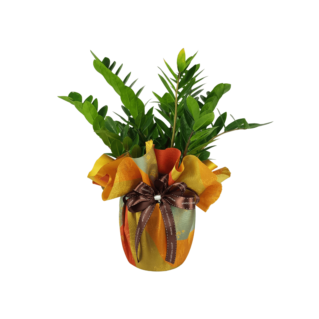 MYLD36 - Zamioculcas Plant Arrangement B
