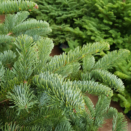 Real Christmas Tree (6/7 Ft. / 175 - 200cm) - Premium Grade Noble Fir