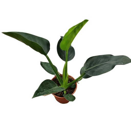 Philodendron Apple Congo (P150)
