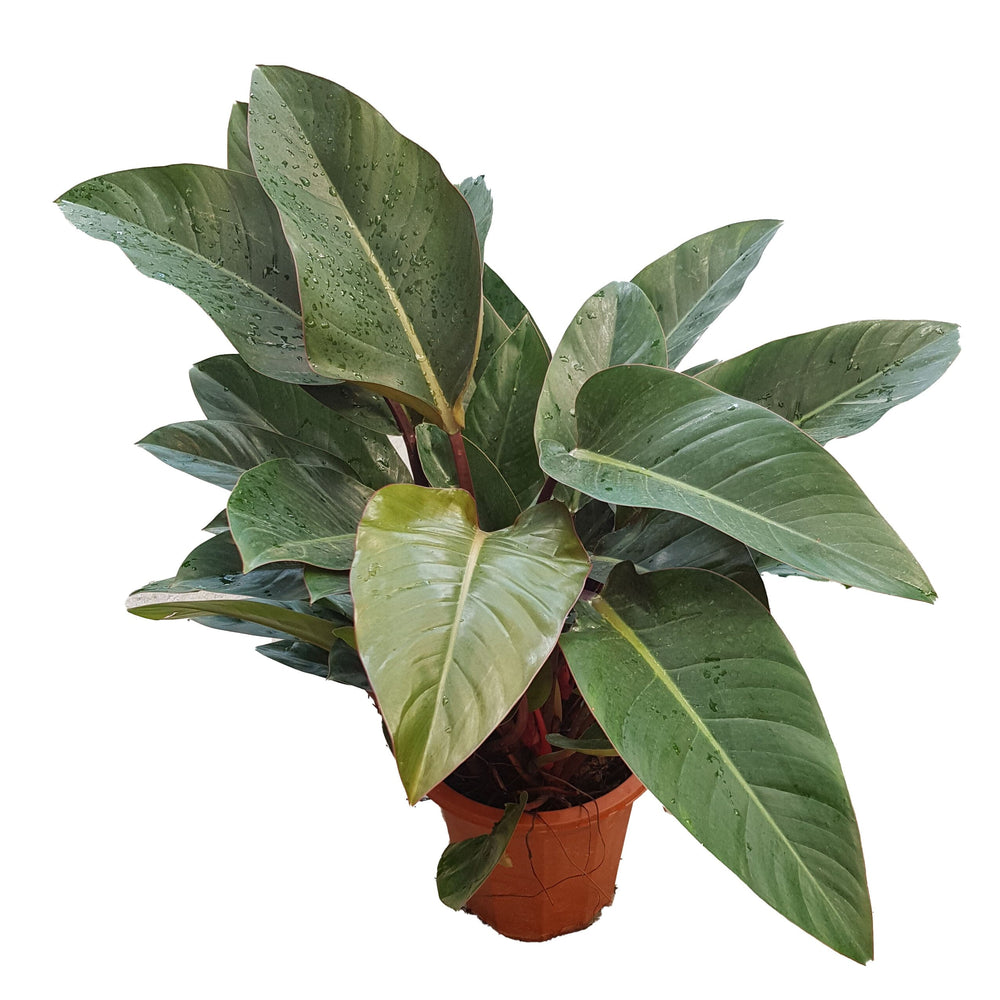 Philodendron Congo Red (P300)