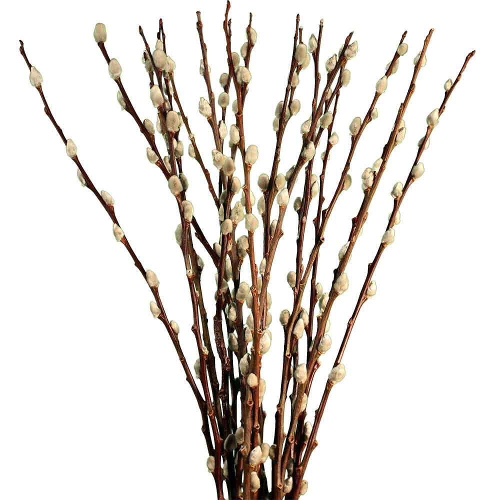 [Pre-Order] Pussy Willow - Natural (6ft)