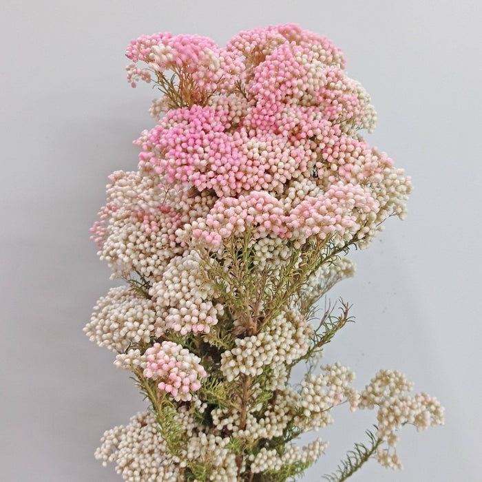 Rice Flower (Imported) - Pink