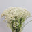 Rice Flower (Imported) - White