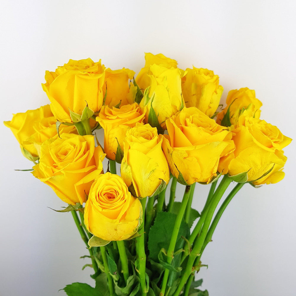 Rose (Local) - Yellow | Floristika Malaysia