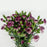 Spray Carnation (Imported) - 2 Tone White Purple