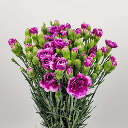 Spray Carnation 2 Tone Purple | Floristika.com.my