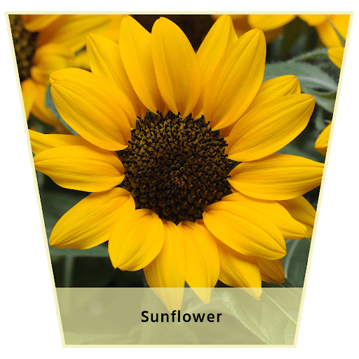 Nanotech Easygrow Flower