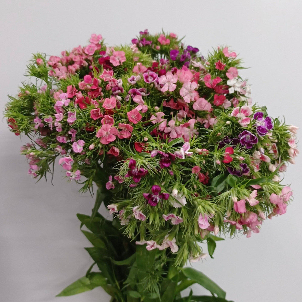 Sweet William - Pink