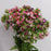 Sweet William (Imported) - Pink
