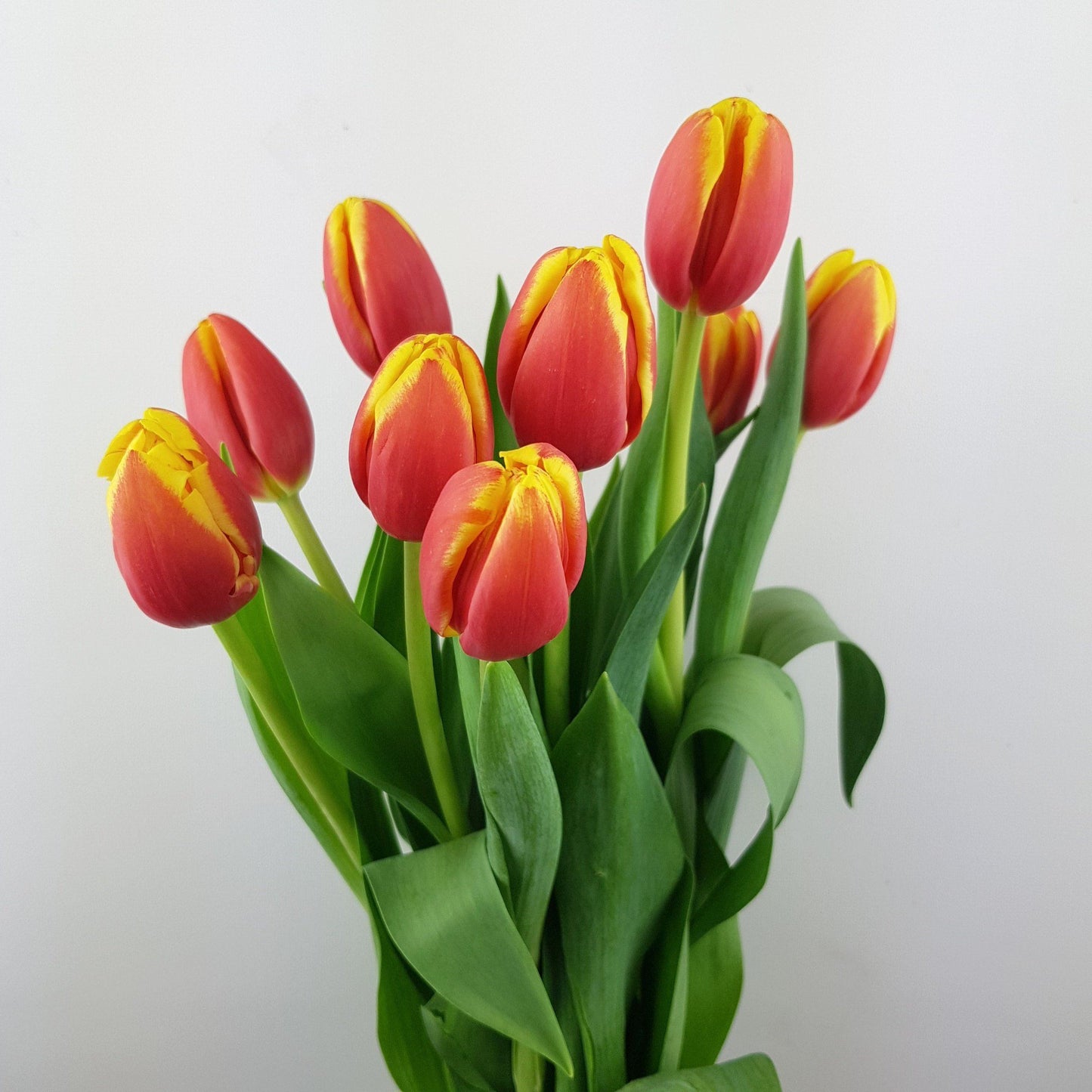 Tulip - 2 Tone Orange Yellow