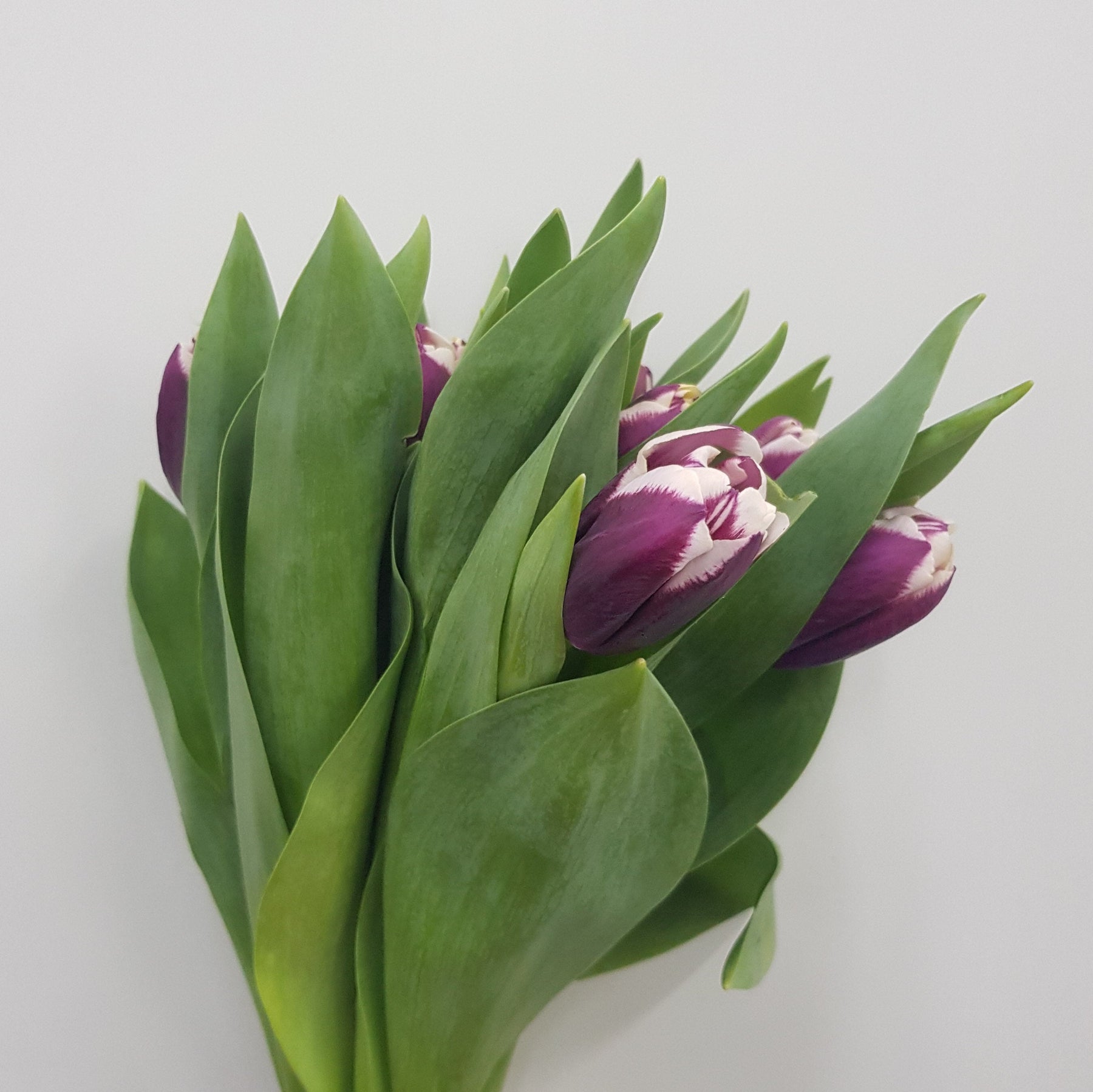 Tulip (Imported) - 2 Tone Purple White