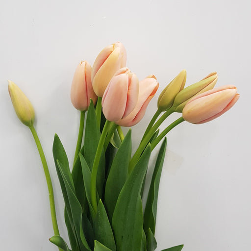 Tulip French Menton (Imported) - Salmon (5 Stems)