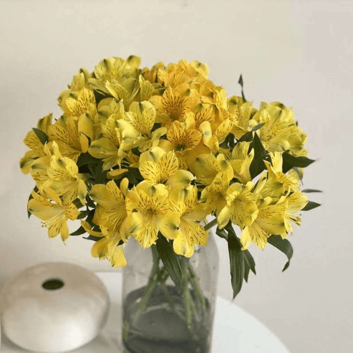 Alstroemeria (Imported) - Yellow