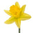 Daffodil Gigantic Star (Imported) - Yellow [10 Stems]