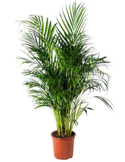 Pot Yellow Palm 100 (Local) - Green